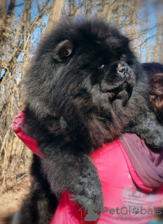 Dodatkowe zdjęcia: Chow Chow psy na sprzedaż