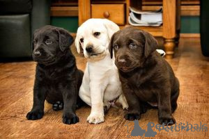 Zdjęcie №1. labrador retriever - na sprzedaż w Ceske Budejovice | negocjowane | Zapowiedź №170697