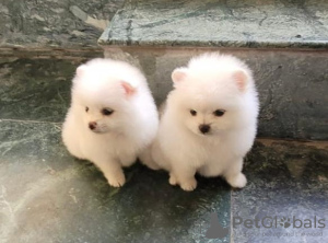 Zdjęcie №2 do zapowiedźy № 133598 na sprzedaż   - wkupić się Chorwacja prywatne ogłoszenie