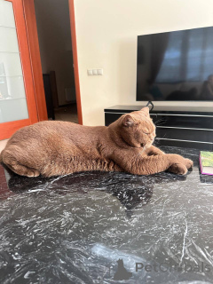 Zdjęcie №3. Kotek brytyjski krótkowłosy. Niemcy