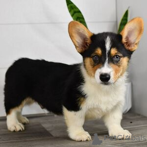 Zdjęcie №1. welsh corgi - na sprzedaż w Arnsberg | 1674zł | Zapowiedź №151404