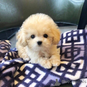 Zdjęcie №3. Śliczna szczęściara wciąż dostępna do adopcji. Ma 10 tygodni. Bardzo przyjazny,. Republika Czeska