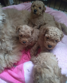 Zdjęcie №3. Pudle mini. Gruzja