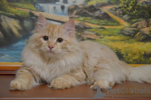 Zdjęcie №2 do zapowiedźy № 17313 na sprzedaż  kot syberyjski - wkupić się Białoruś od żłobka, hodowca