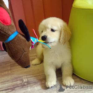 Dodatkowe zdjęcia: Labrador retriever