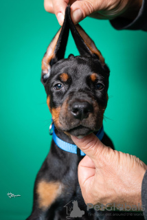 Dodatkowe zdjęcia: Doberman szczenięta