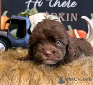 Zdjęcie №3. Standardowy szczeniak pudla do remontu. USA