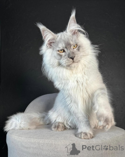 Zdjęcie №3. Luna magiczna jak światło księżyca i dwa razy słodsza. Finlandia