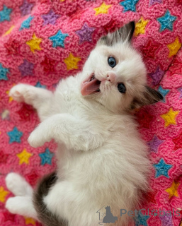 Zdjęcie №1. ragdoll - na sprzedaż w Brema | negocjowane | Zapowiedź № 158062