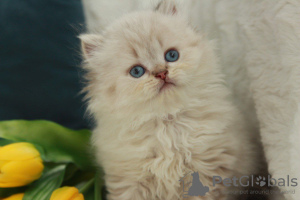 Zdjęcie №2 do zapowiedźy № 51381 na sprzedaż  kot brytyjski długowłosy - wkupić się Ukraina od żłobka