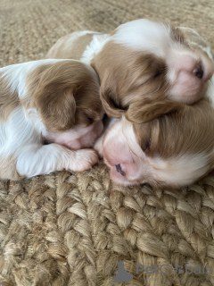 Zdjęcie №4. Sprzedam cavalier king charles spaniel w Vienna. od żłobka - cena - 11069zł