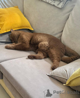 Zdjęcie №4. Sprzedam kot brytyjski krótkowłosy w Berlin. hodowca - cena - negocjowane