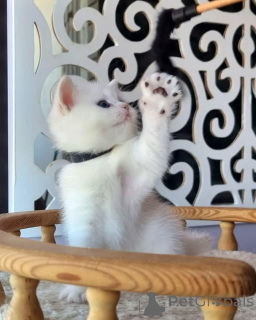 Zdjęcie №2 do zapowiedźy № 163614 na sprzedaż   - wkupić się Cypr 