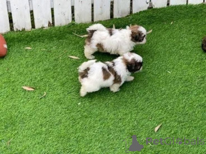 Zdjęcie №1.  - na sprzedaż w Miasto Kuwejtu | negocjowane | Zapowiedź №161564