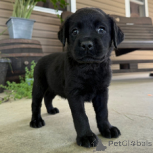 Zdjęcie №4. Sprzedam labrador retriever w Frankfurt. prywatne ogłoszenie - cena - 2870zł