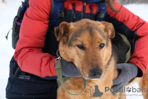 Zdjęcie №1. pies nierasowy - na sprzedaż w Москва | Bezpłatny | Zapowiedź №79913