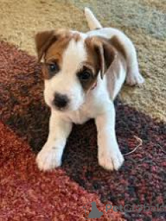 Zdjęcie №1. jack russell terrier - na sprzedaż w Tampere | 3348zł | Zapowiedź №169388