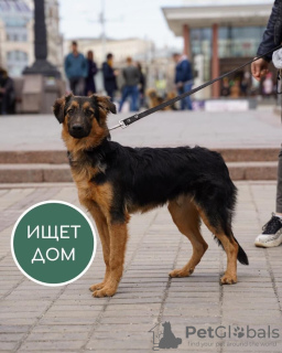 Zdjęcie №1. pies nierasowy - na sprzedaż w Krasnogorsk | Bezpłatny | Zapowiedź №10989