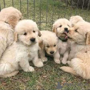 Zdjęcie №1. golden retriever - na sprzedaż w Bruksela | 4784zł | Zapowiedź №166576