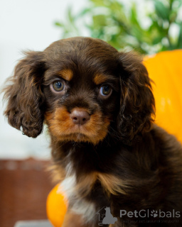 Zdjęcie №3. Poznaj Bentleya inteligentnego, odważnego i kipiącego radosną energią!. Szwecja