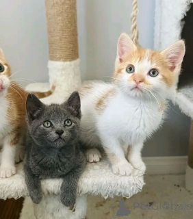 Zdjęcie №1. kot domowy - na sprzedaż w Helsinki | 1390zł | Zapowiedź № 160941