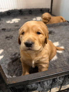Zdjęcie №2 do zapowiedźy № 165865 na sprzedaż  golden retriever - wkupić się Belgia 