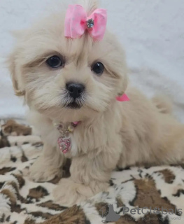 Zdjęcie №2 do zapowiedźy № 131993 na sprzedaż  yorkshire terrier - wkupić się Holandia hodowca