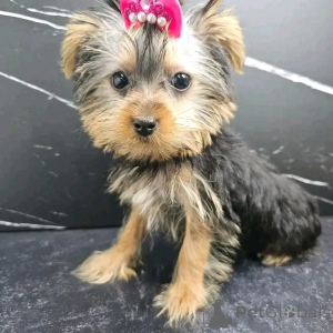 Zdjęcie №4. Sprzedam yorkshire terrier w Barcelona. hodowca - cena - 1674zł