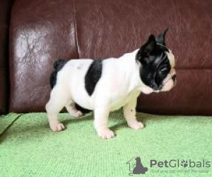 Zdjęcie №2 do zapowiedźy № 128703 na sprzedaż  buldog francuski - wkupić się Niemcy prywatne ogłoszenie