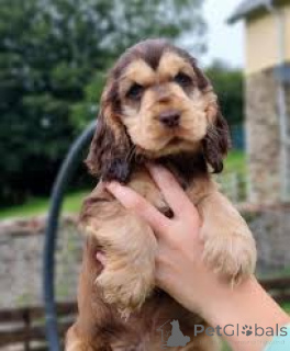 Zdjęcie №2 do zapowiedźy № 166574 na sprzedaż  cocker spaniel angielski - wkupić się Belgia prywatne ogłoszenie, hodowca