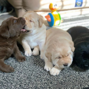 Zdjęcie №2 do zapowiedźy № 168241 na sprzedaż  labrador retriever - wkupić się Luksemburg prywatne ogłoszenie
