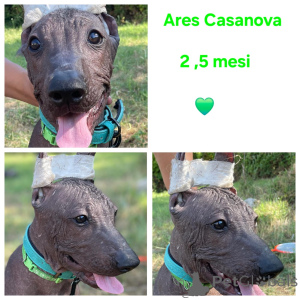 Zdjęcie №4. Sprzedam nagi pies meksykański w Balchik. hodowca - cena - negocjowane