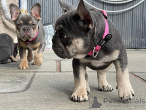 Zdjęcie №3. Bulldogge Welpen zuverkaufen. Austria