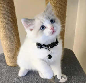 Zdjęcie №1. ragdoll - na sprzedaż w Palma | negocjowane | Zapowiedź № 176423