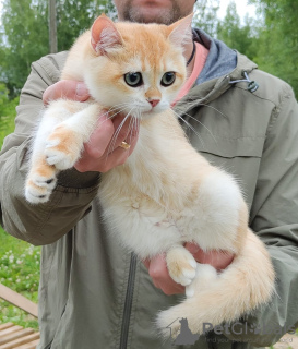 Zdjęcie №4. Sprzedam kot brytyjski krótkowłosy w Cherepovets. od żłobka - cena - negocjowane