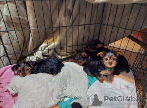 Zdjęcie №1.  - na sprzedaż w Leipzig | 4066zł | Zapowiedź №132926