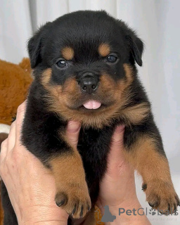 Zdjęcie №3. Los Cachorros de Rottweiler Están faktycznie Listos para nuevos Hogares.. Niemcy