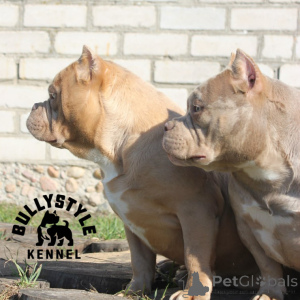 Zdjęcie №3. American Bools. Łotwa