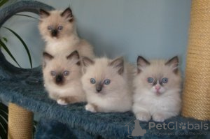 Zdjęcie №3. Mooie Ragdoll Kittens Beschikbaar. Francja