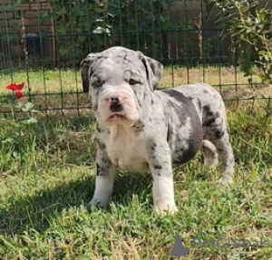 Zdjęcie №2 do zapowiedźy № 124061 na sprzedaż  american bully - wkupić się Finlandia prywatne ogłoszenie