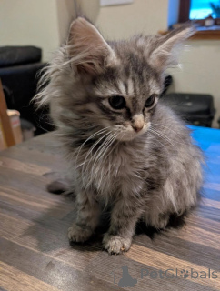 Zdjęcie №1. maine coon - na sprzedaż w Ludwigshafen | 1674zł | Zapowiedź № 177037