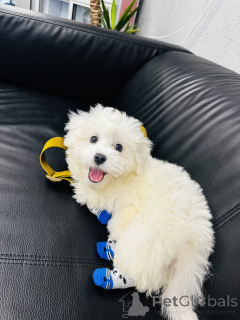 Zdjęcie №3. Eladó 5 hónapos máltai selyemkutya kölyök. Węgry