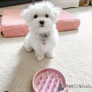 Zdjęcie №3. Kochające szczenię. Kanada