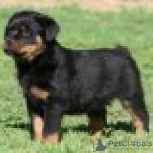 Zdjęcie №1. rottweiler - na sprzedaż w Hambuch | Bezpłatny | Zapowiedź №128435