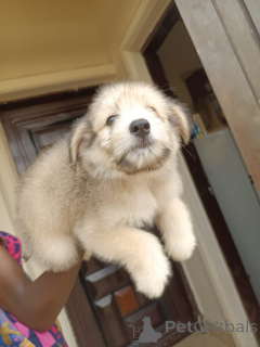 Zdjęcie №1. lhasa apso - na sprzedaż w Huachi Chico | Bezpłatny | Zapowiedź №172950