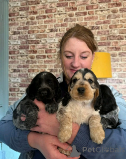 Zdjęcie №2 do zapowiedźy № 139065 na sprzedaż  cocker spaniel angielski - wkupić się Niemcy prywatne ogłoszenie, hodowca