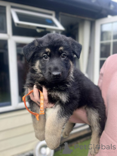 Zdjęcie №1. owczarek niemiecki - na sprzedaż w Arpela | negocjowane | Zapowiedź №166031