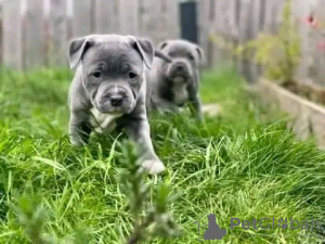 Zdjęcie №1. staffordshire bull terrier - na sprzedaż w London Borough of Hammersmith and Fulham | 1800zł | Zapowiedź №13493