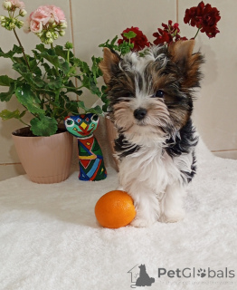 Zdjęcie №4. Sprzedam yorkshire terrier biewer w Балыкесир. hodowca - cena - 2541zł