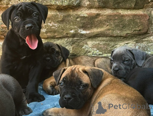 Zdjęcie №3. Potężne, delikatne i oddane Odkryj urok szczeniąt Cane Corso!. Niemcy